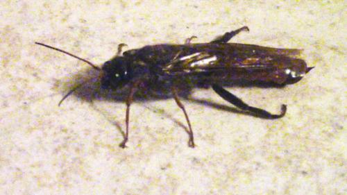 Tremex sp.